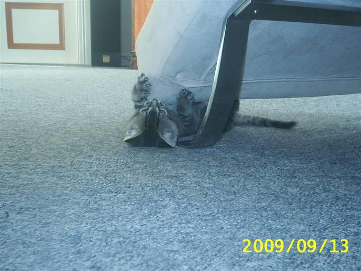 Huskat Baloo billede 10