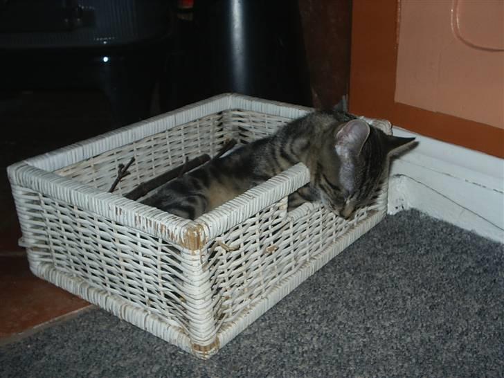 Huskat Baloo billede 11