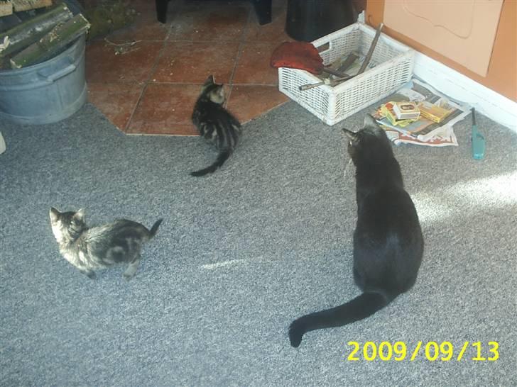 Huskat Baloo billede 12