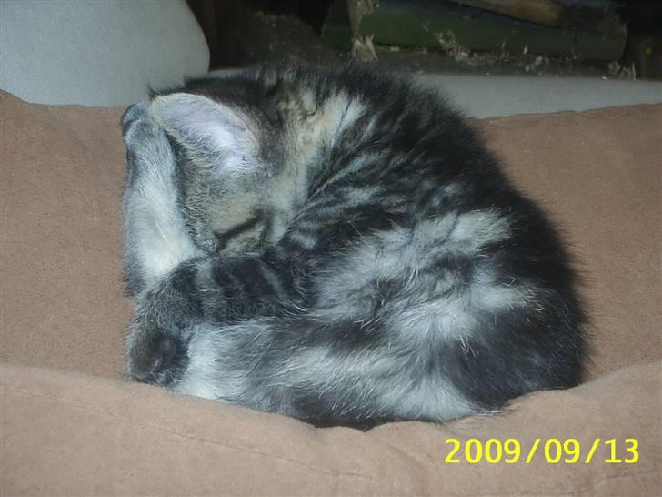 Huskat Fiona billede 8