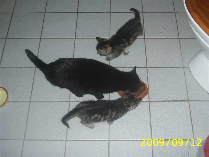 Huskat Fiona billede 9