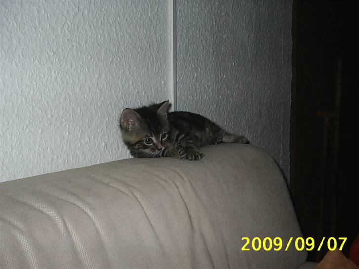 Huskat Fiona billede 10