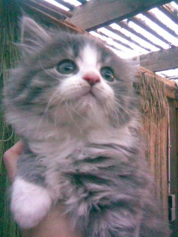 Maine Coon Gizmo billede 1