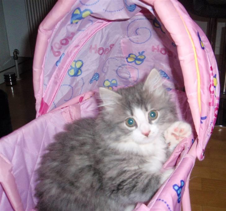 Maine Coon Gizmo billede 2