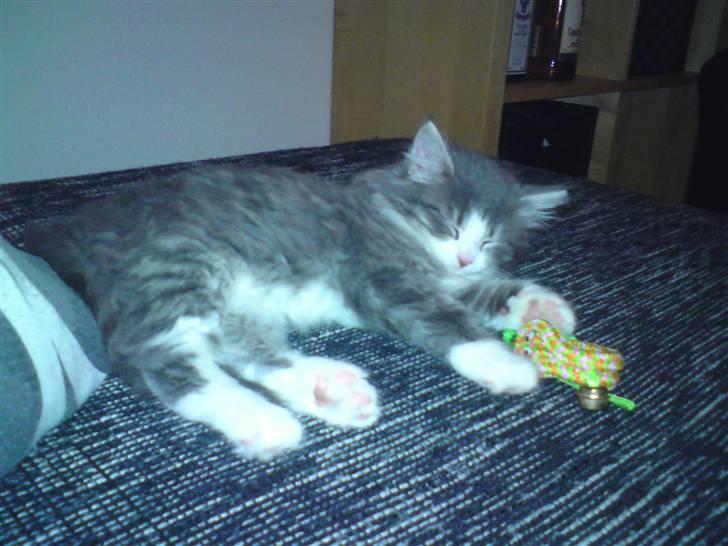 Maine Coon Gizmo billede 3