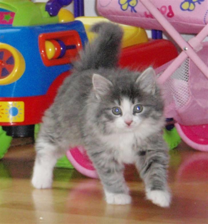 Maine Coon Gizmo billede 4