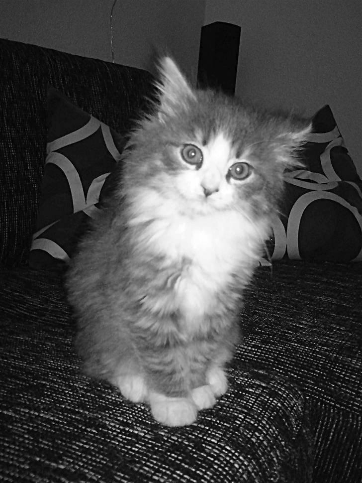 Maine Coon Gizmo billede 5