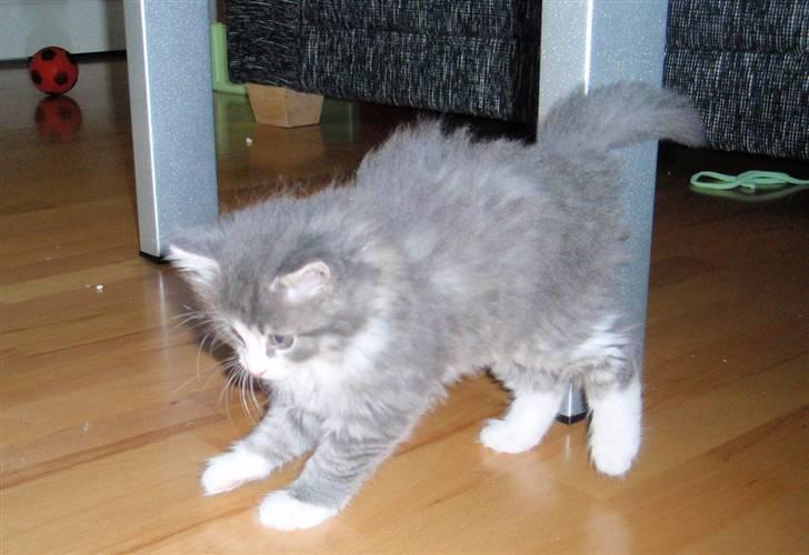 Maine Coon Gizmo billede 6