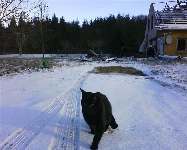 Huskat laban - Velkommen til Labans profil billede 1