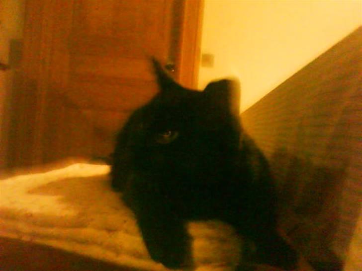 Huskat laban - Sorry hvis billederne ikke er så gode men han bevæger sig altså hele tiden billede 2