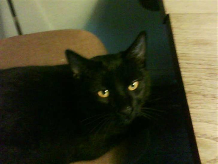 Huskat laban billede 3