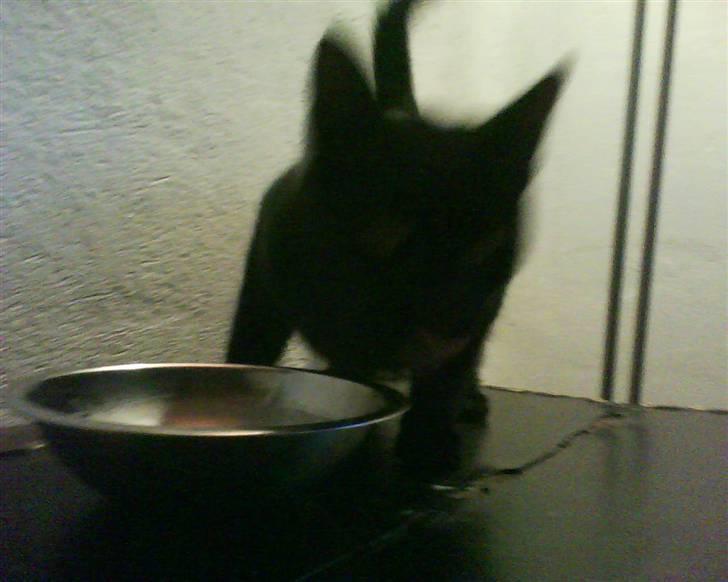 Huskat laban billede 4