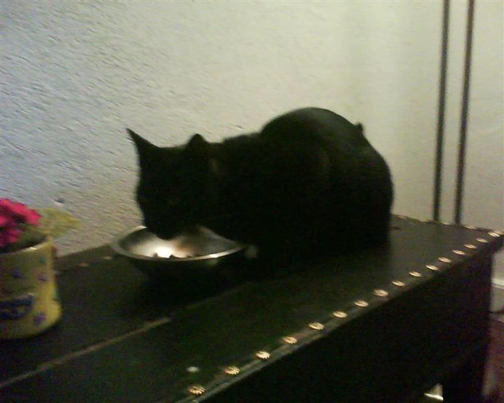 Huskat laban billede 5