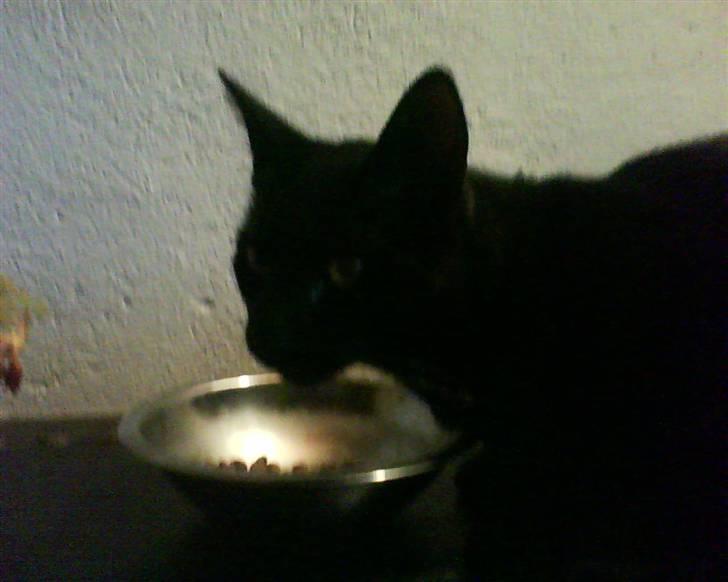 Huskat laban billede 6