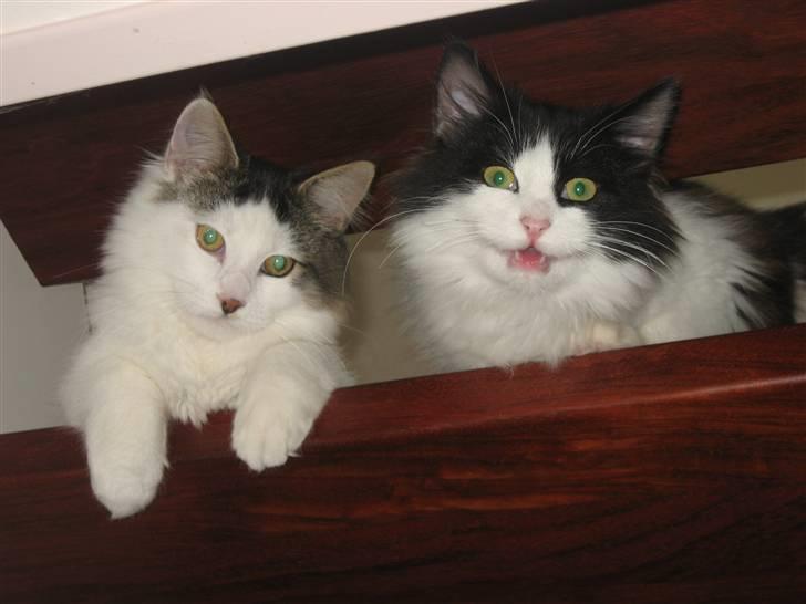 Blanding af racer Grimme billede 3