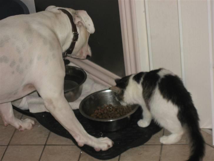 Blanding af racer Grimme billede 4