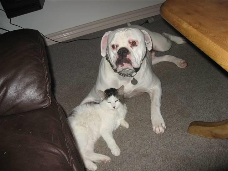 Blanding af racer Grimme billede 5