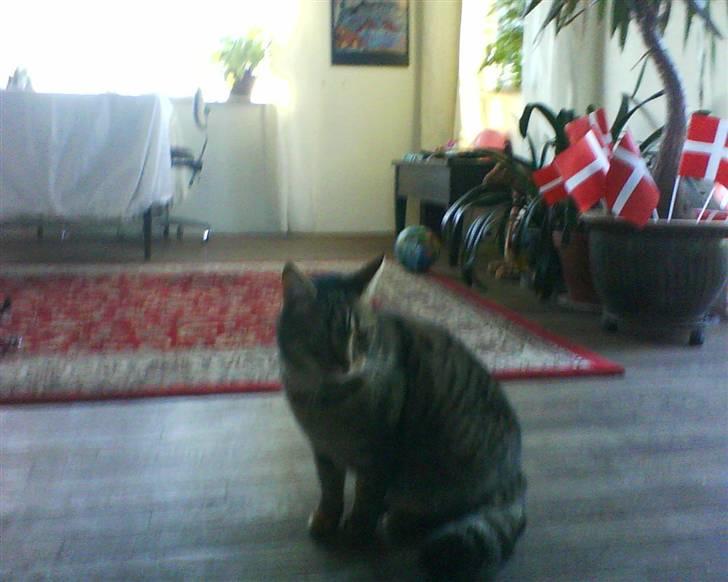 Huskat Ida billede 1