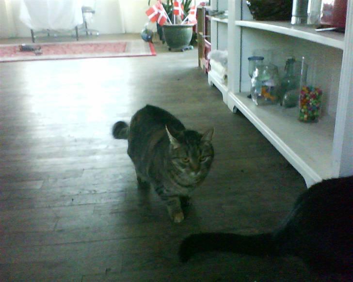 Huskat Ida - tjaa man kan lige se en sort kat på dette billede ;) hvem mon det mon er xD billede 2