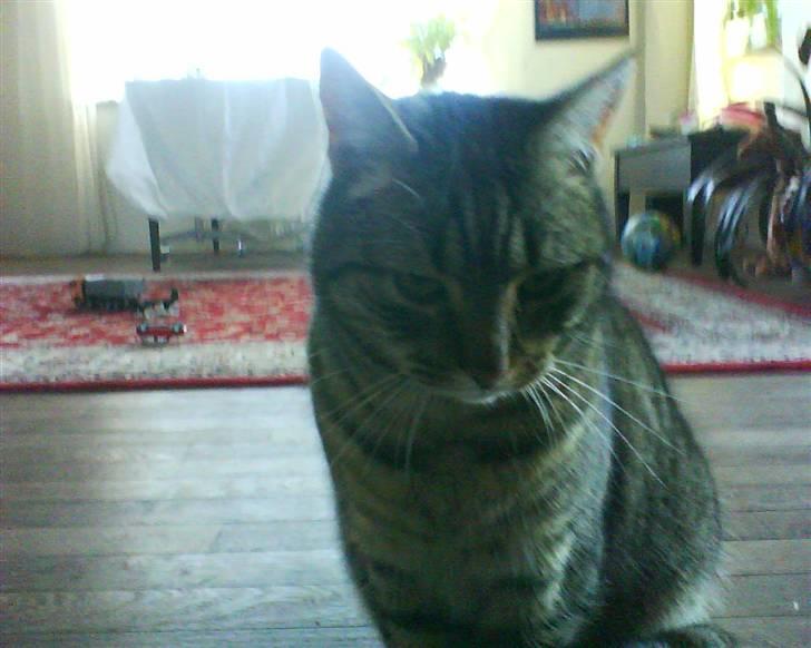 Huskat Ida billede 3