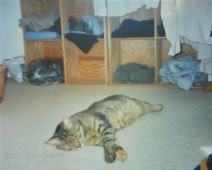 Huskat Ida billede 4