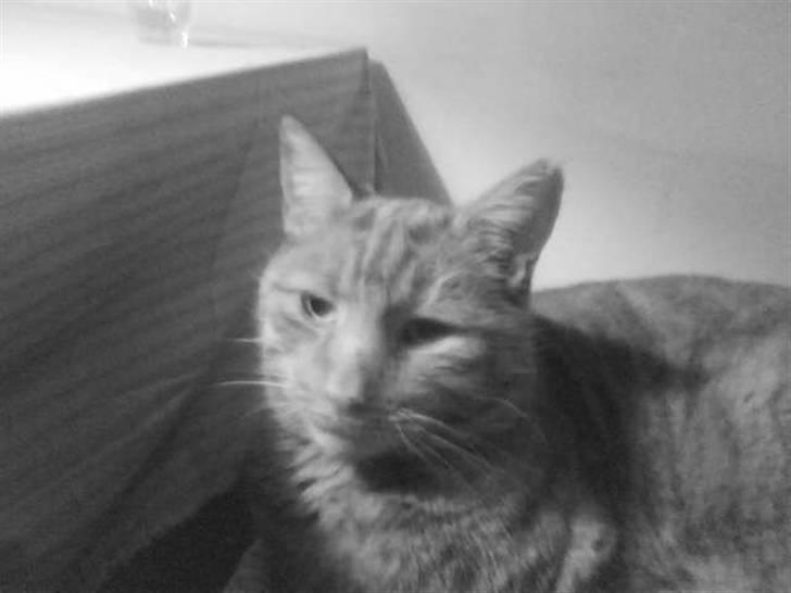 Huskat Charlie  billede 1