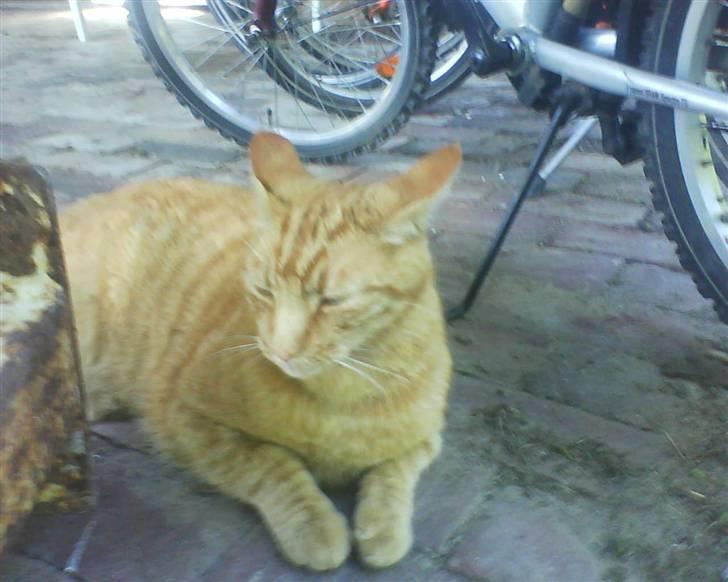 Huskat Charlie  billede 3