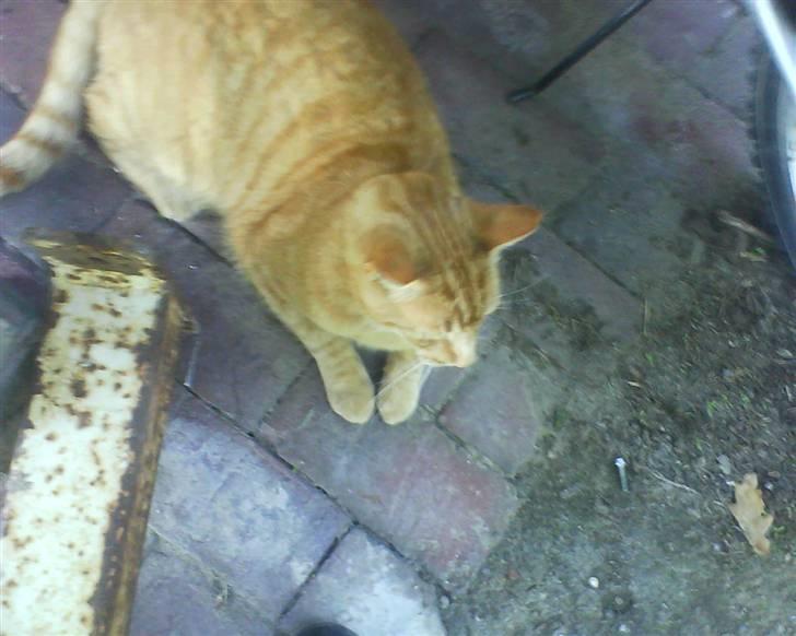 Huskat Charlie  billede 4