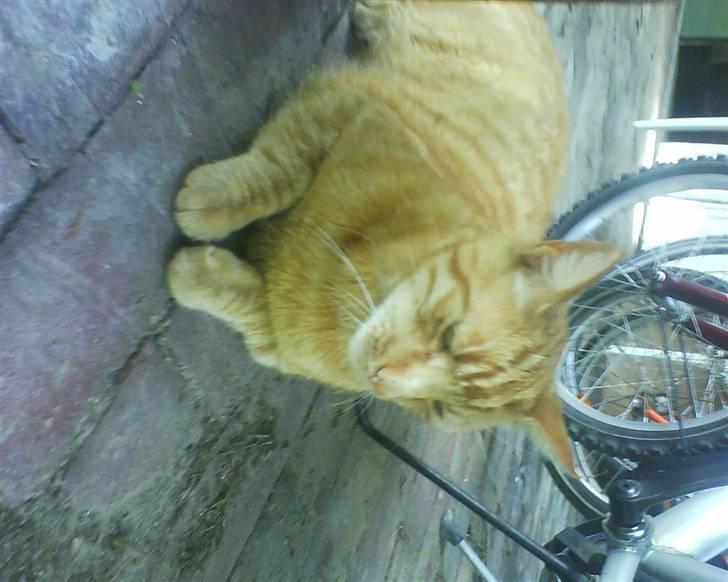 Huskat Charlie  billede 5