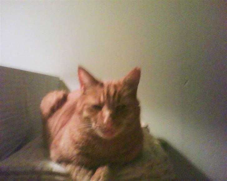 Huskat Charlie  billede 6