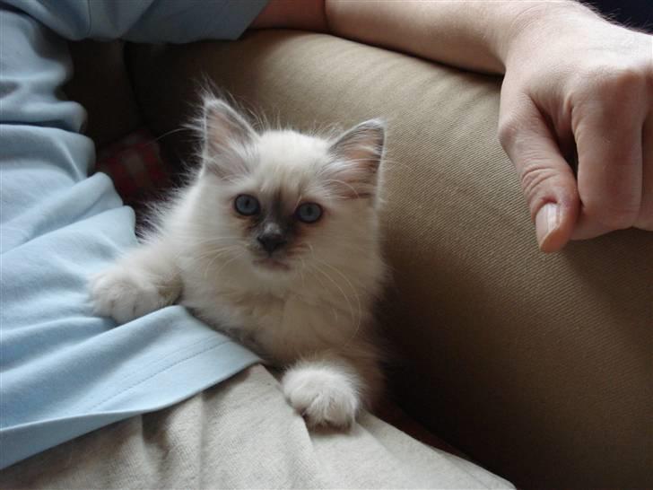 Hellig Birma Cathbrys Amanda billede 1