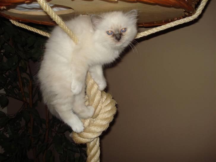 Hellig Birma Cathbrys Amanda billede 2