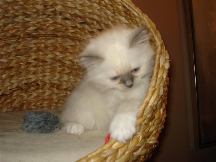 Hellig Birma Cathbrys Amanda billede 3