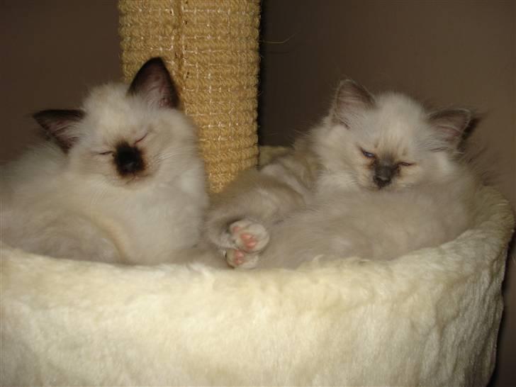 Hellig Birma Cathbrys Amanda billede 4