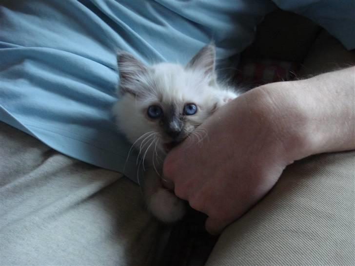 Hellig Birma Cathbrys Amanda billede 5