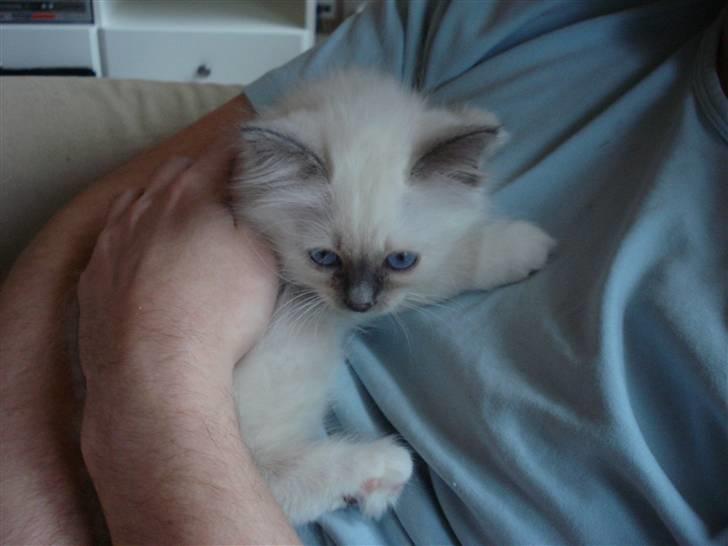 Hellig Birma Cathbrys Amanda billede 6