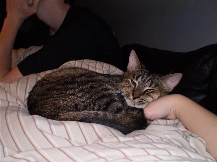 Huskat Felix - Dejlig hovedpude Felix altid bruge (: billede 7