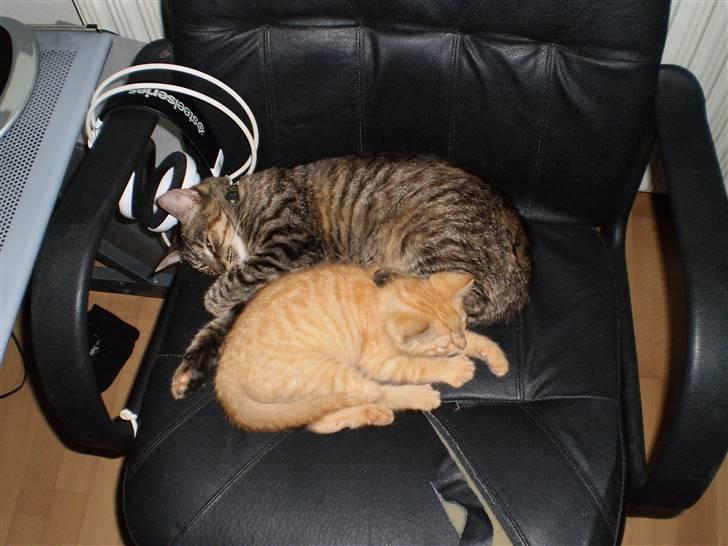 Huskat Felix - Felix og Pjevs der faktisk endte med at kunne enes (: billede 8