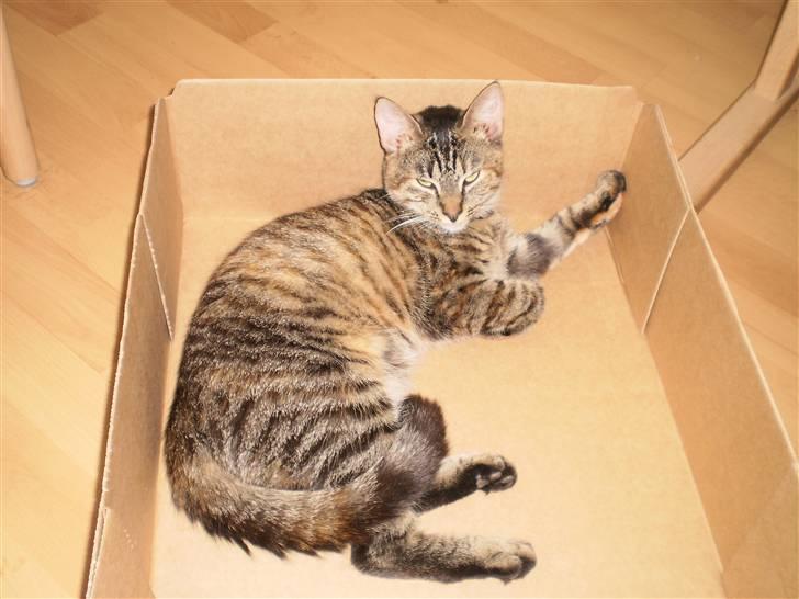 Huskat Felix - "Lad mig være!!" :P billede 10