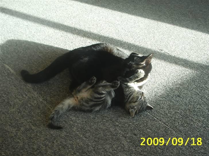 Huskat Fiona billede 11