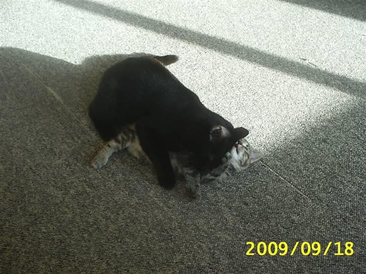 Huskat Fiona billede 12