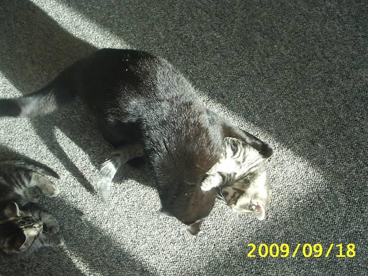 Huskat Fiona billede 13