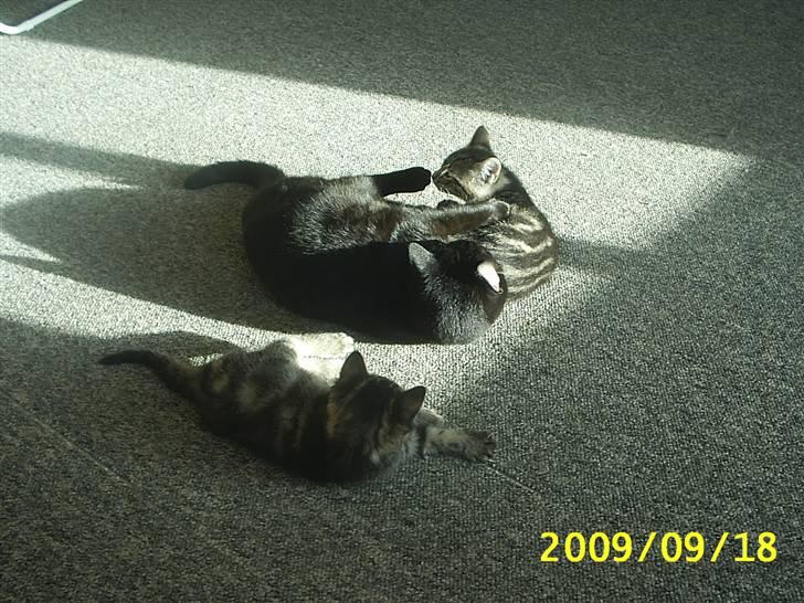 Huskat Fiona billede 14