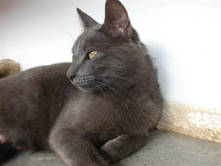 Huskat Laila billede 1