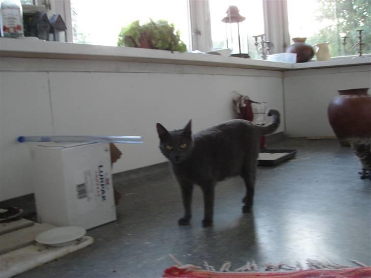 Huskat Laila billede 2