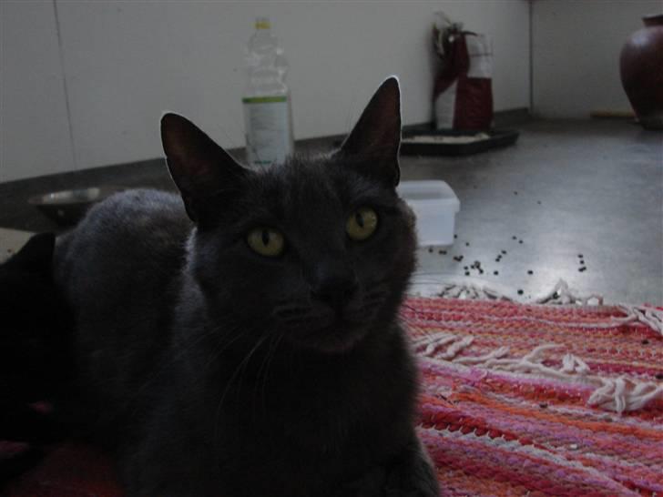 Huskat Laila billede 3