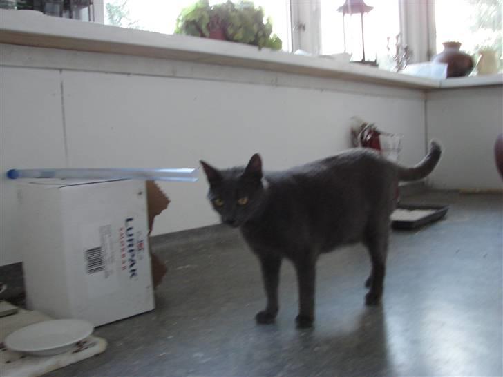 Huskat Laila billede 4