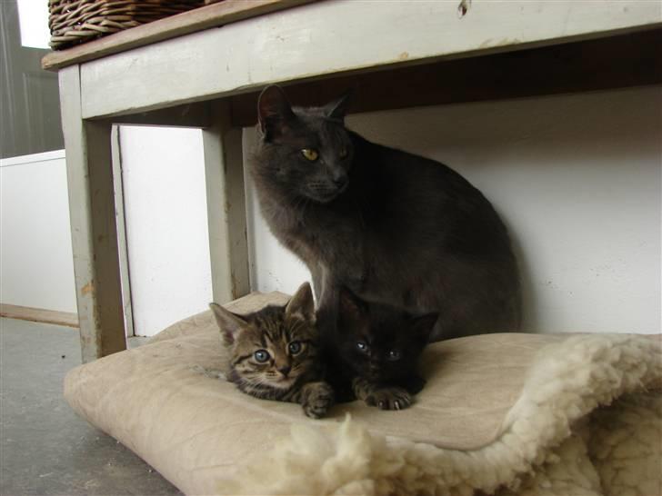 Huskat Laila billede 5