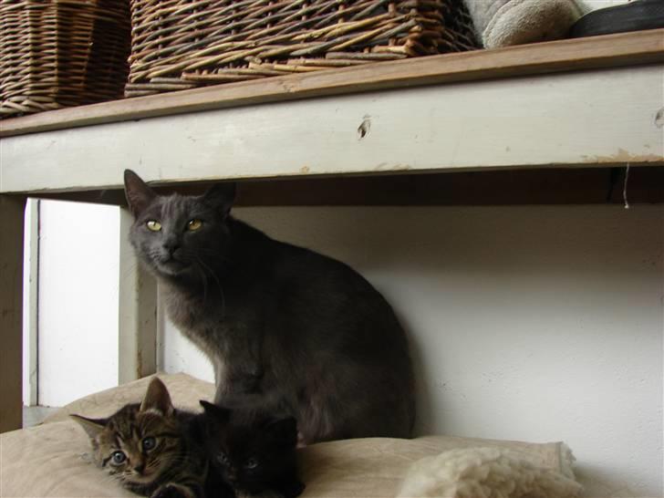 Huskat Laila billede 6