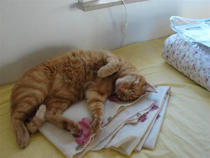 Huskat Charlie  billede 7